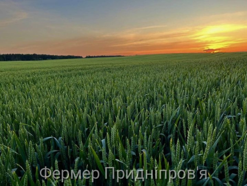 Експортні ціни на українську агропродукцію